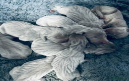 Weimaraner dogs for sale: 2 boys/2 girls available  - Image 9