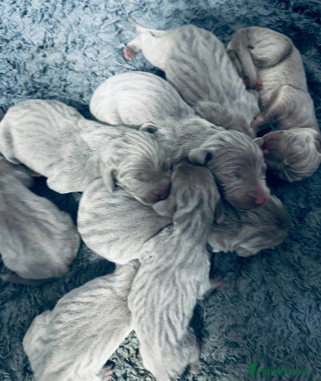 Weimaraner dogs for sale: 2 boys/2 girls available  - Image 9