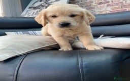 Golden Retriever dogs for sale: 5⭐️ Golden Retriever Puppies - Ready Soon ❤️🐶 - Image 26