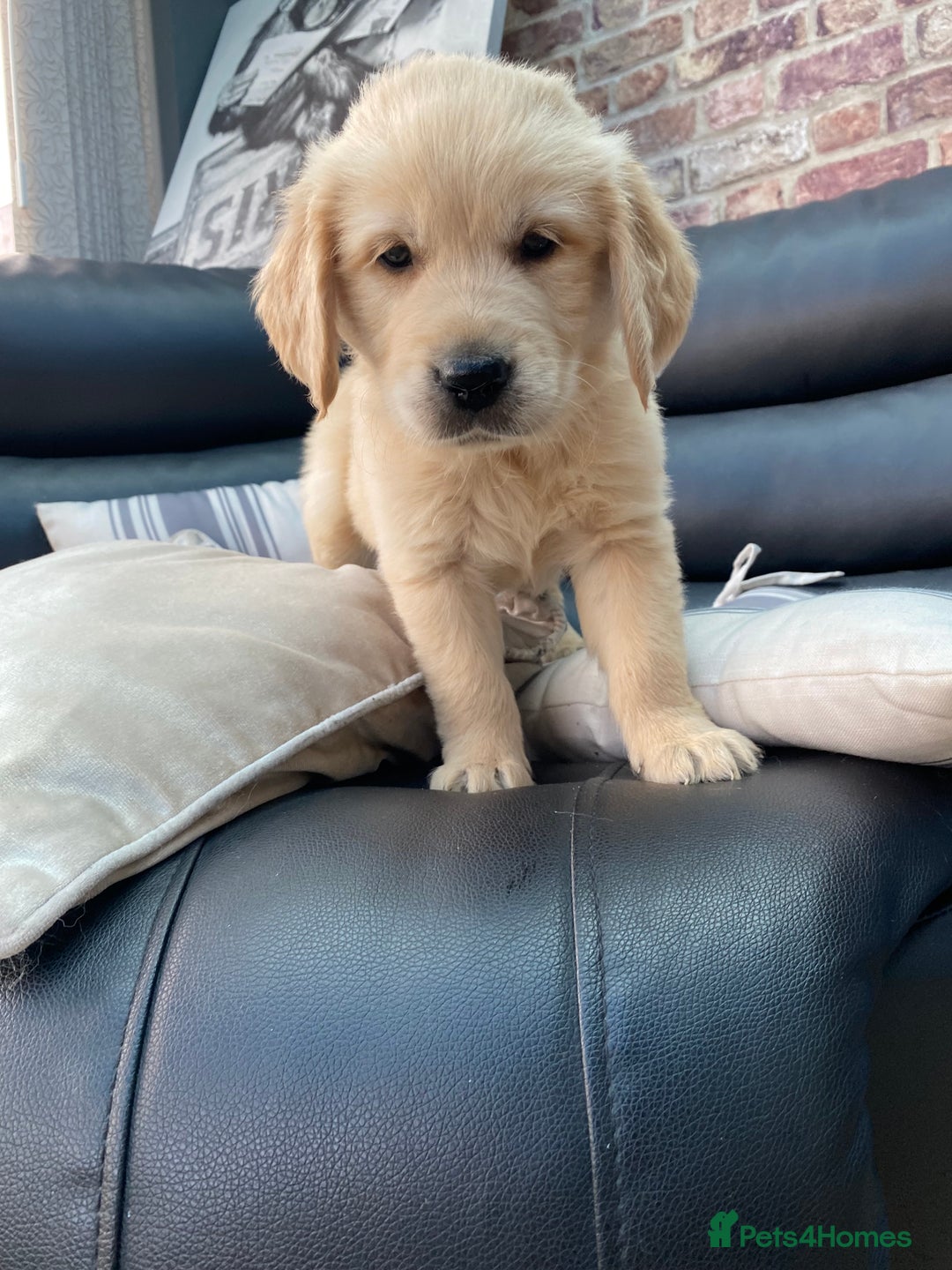 Golden Retriever dogs for sale: 5⭐️ Golden Retriever Puppies - Ready Soon ❤️🐶 - Image 26