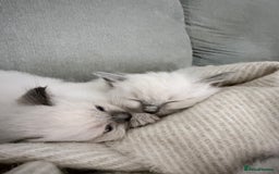 Ragdoll cats for sale: Adorable Baby Ragdolls Ready for Loving Homes - Image 5
