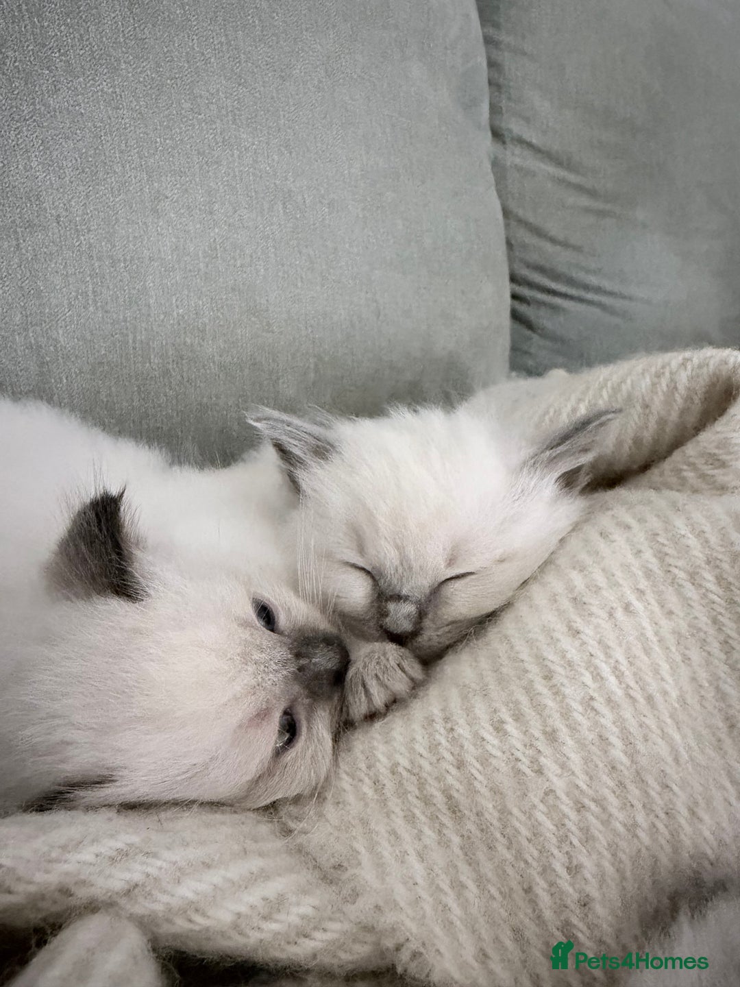 Ragdoll cats for sale: Adorable Baby Ragdolls Ready for Loving Homes - Image 5