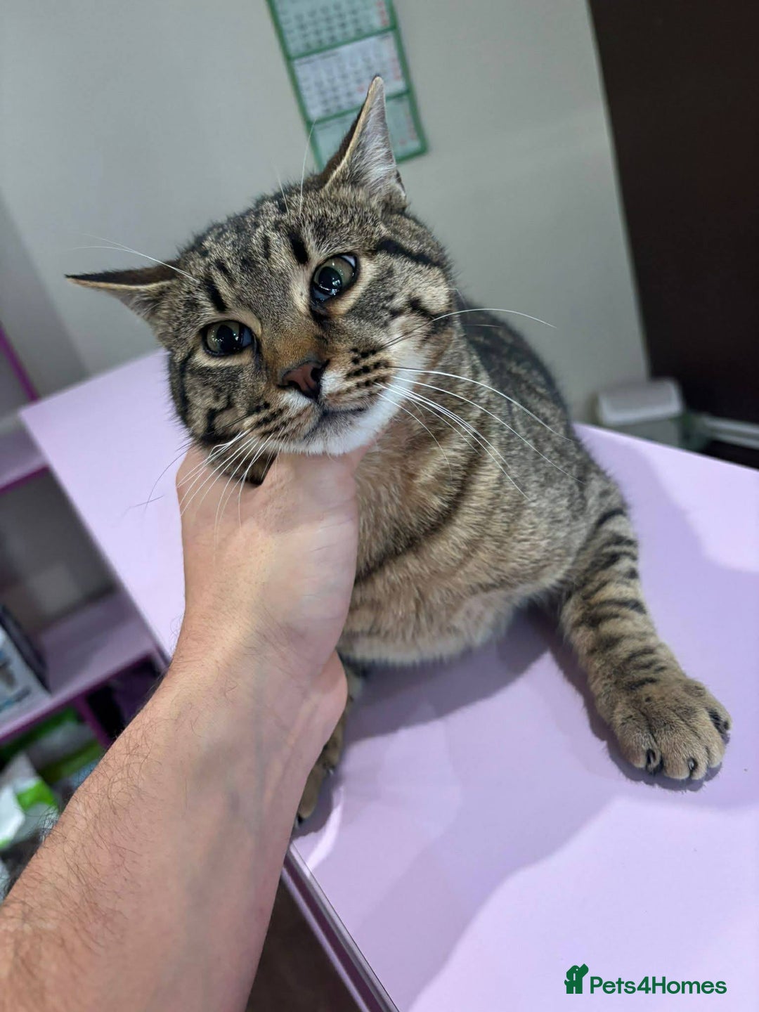 Mixed Breed cats for adoption: Tiger for adoption - Advert 8