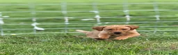 Labrador Retriever dogs for sale: KC Labrador 7 months health tested working parents - Advert 6