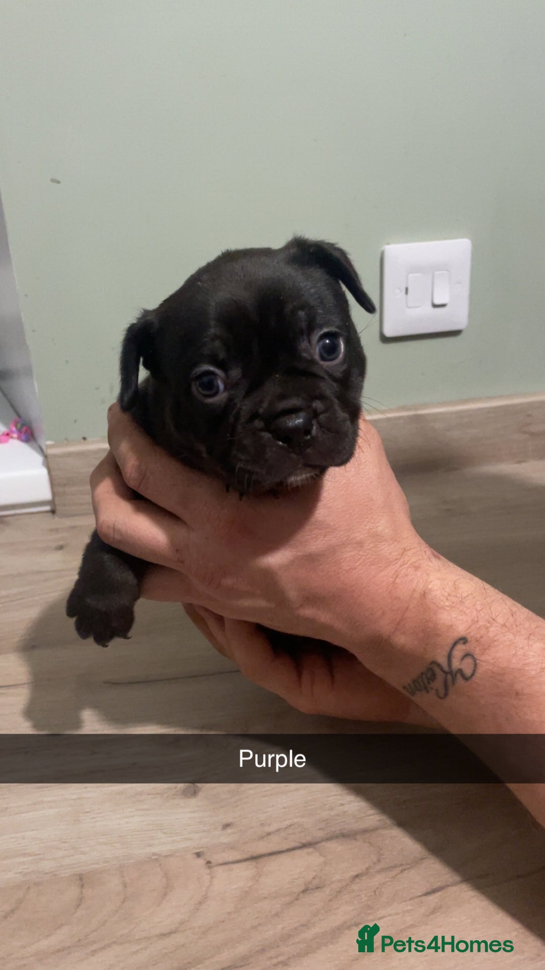 French Bulldog dogs for sale: Frenchie cross  - Advert 7