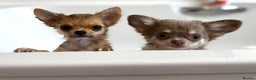 Chihuahua dogs for sale: Last show quality KC long coat Boy  - Advert 30