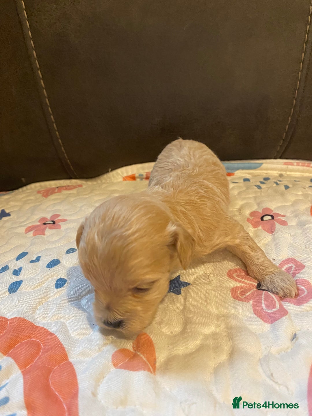 Maltipoo dogs for sale: Adorable Maltipoos Puppies  - Advert 11