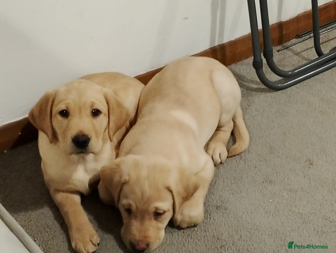 Labrador Retriever dogs for sale: Labrador puppies for sale  - Advert 4
