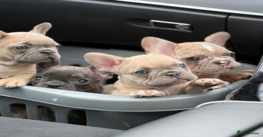 French Bulldog dogs - Advert 11