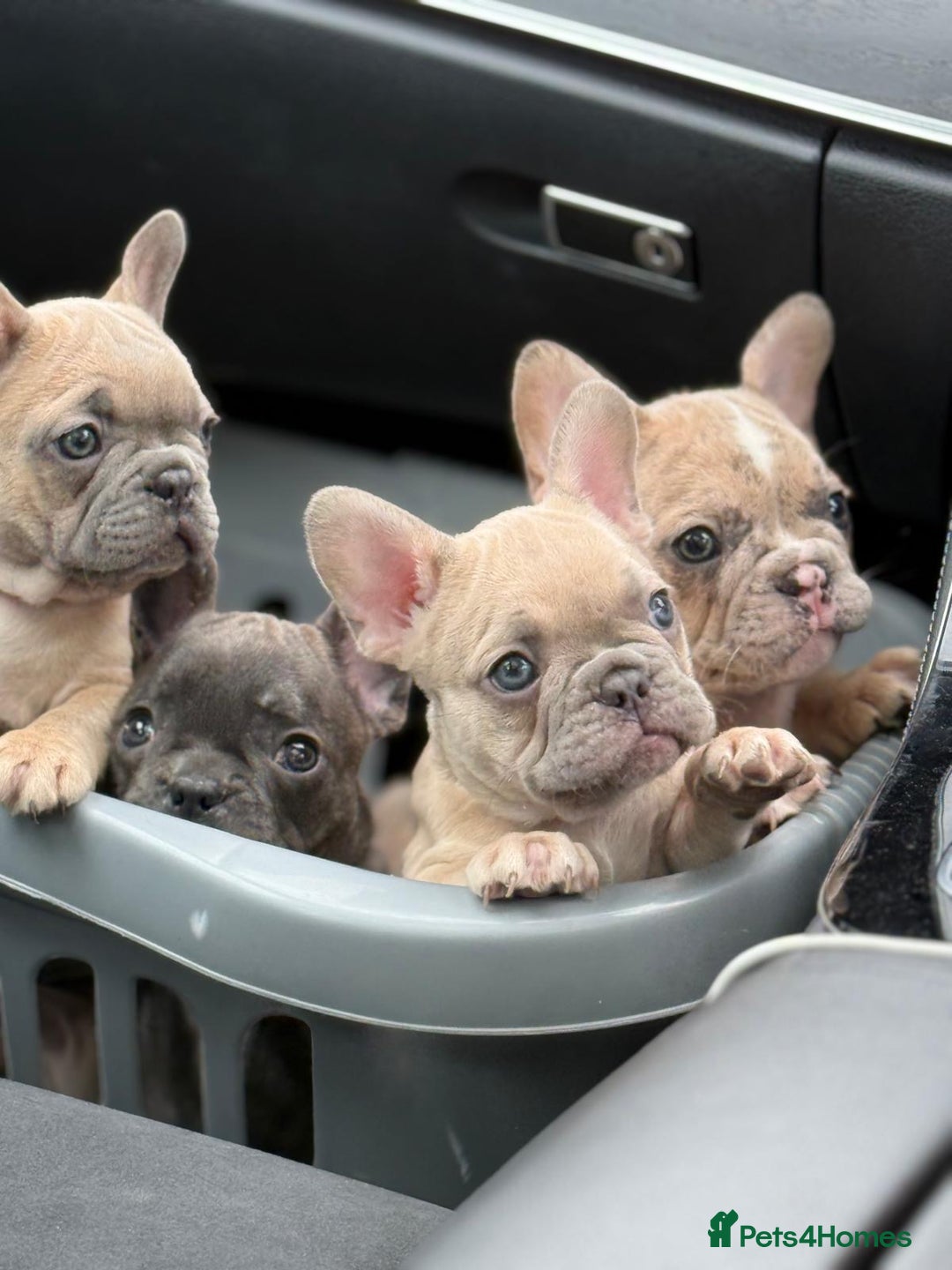 French Bulldog dogs for sale: Top quality french Buldog for sale  - Image 3