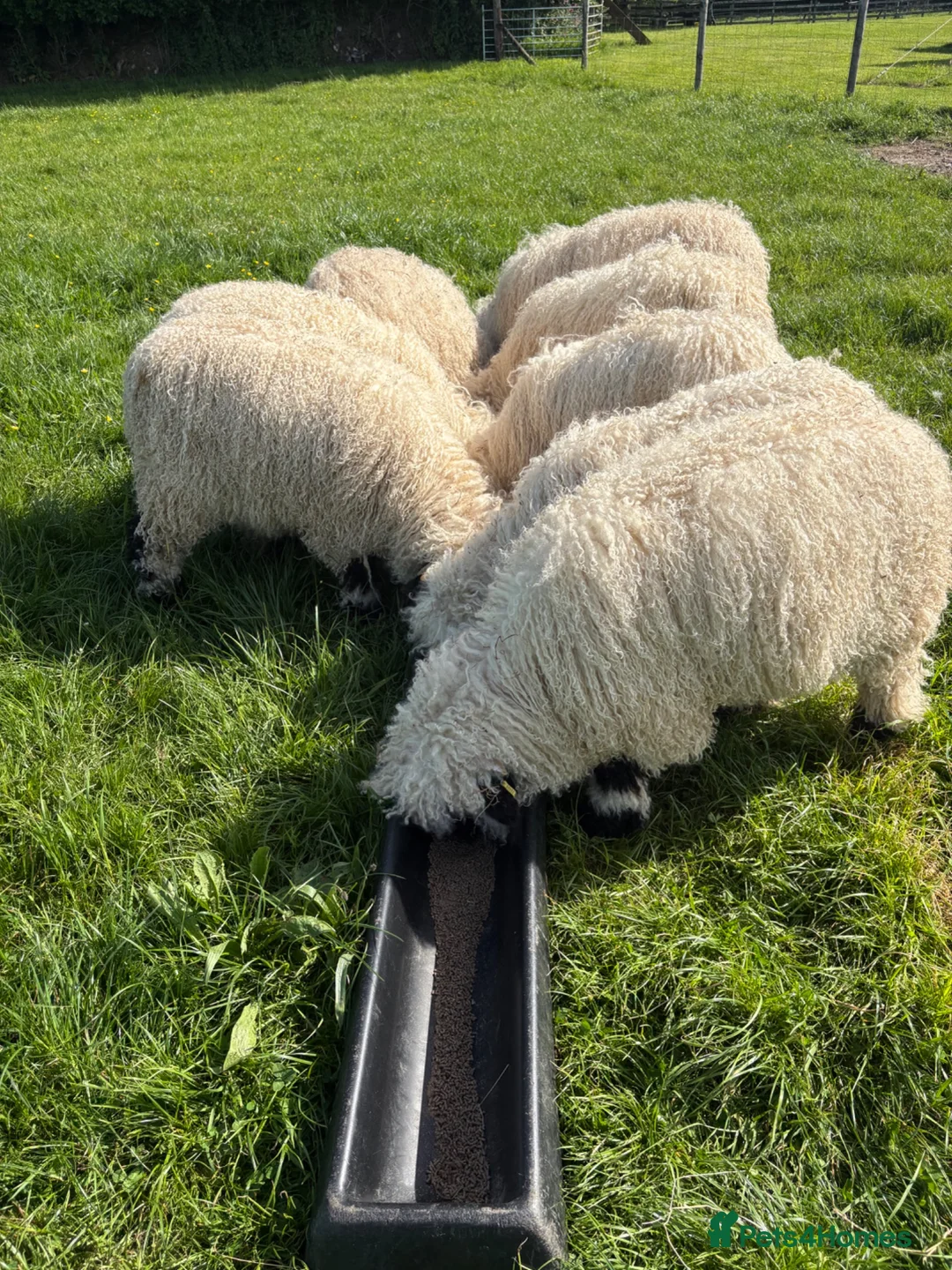 Sheep livestock for sale: Valais Blacknose wethers - Advert 4