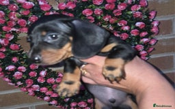 Miniature Dachshund dogs for sale: Kc registered quality mini dachshund puppies - Image 23