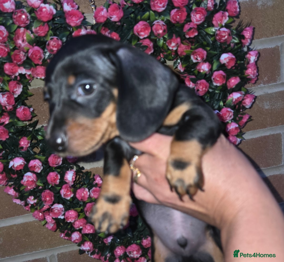 Miniature Dachshund dogs for sale: Kc registered quality mini dachshund puppies - Image 23
