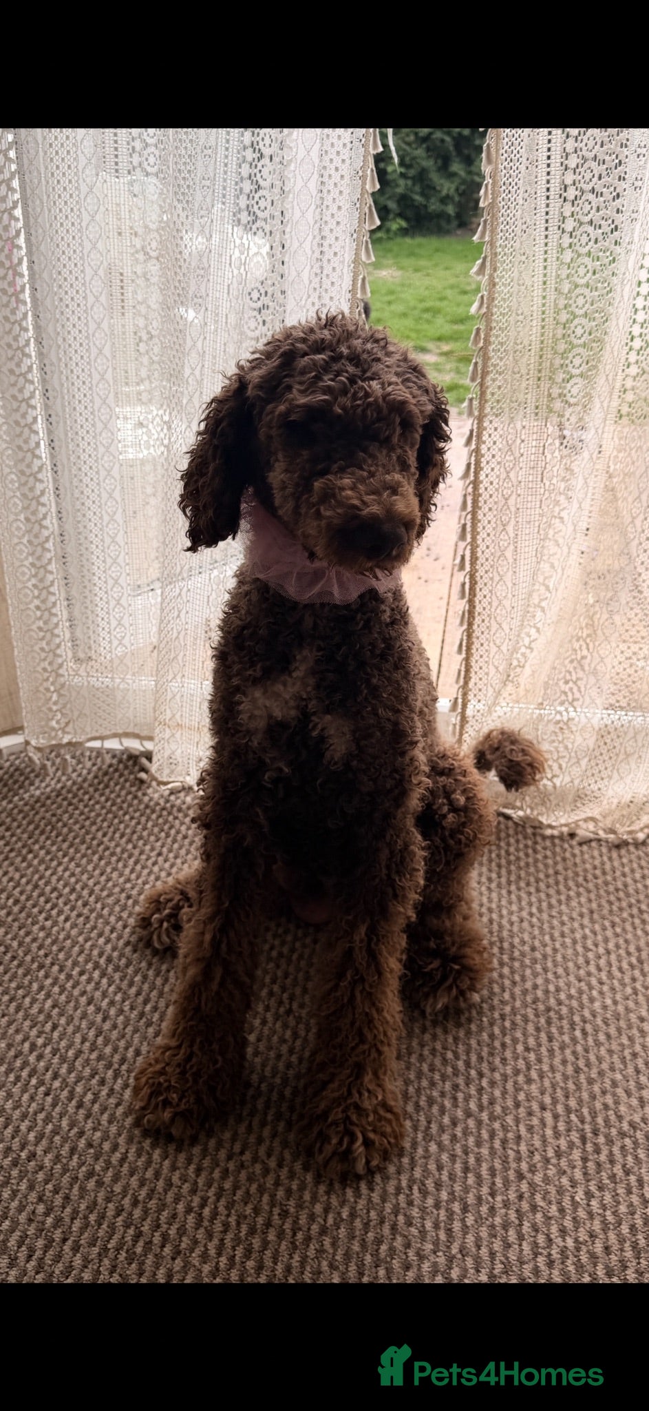 Standard Poodle dogs Standard poodle- extremely clever and trained dog - Advert 6
