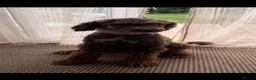 Standard Poodle dogs for sale: Standard poodle- extremely clever and trained dog - Advert 1