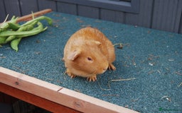 Guinea Pig rodents for sale: baby boar guinea pigs - Image 1
