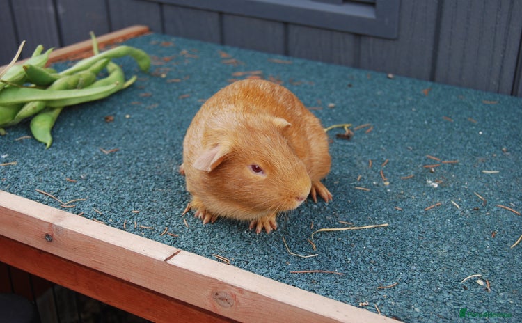 Guinea Pig rodents - Advert 17