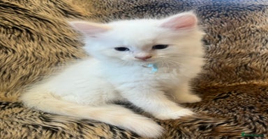 Ragdoll cats in Arundel - Advert 8