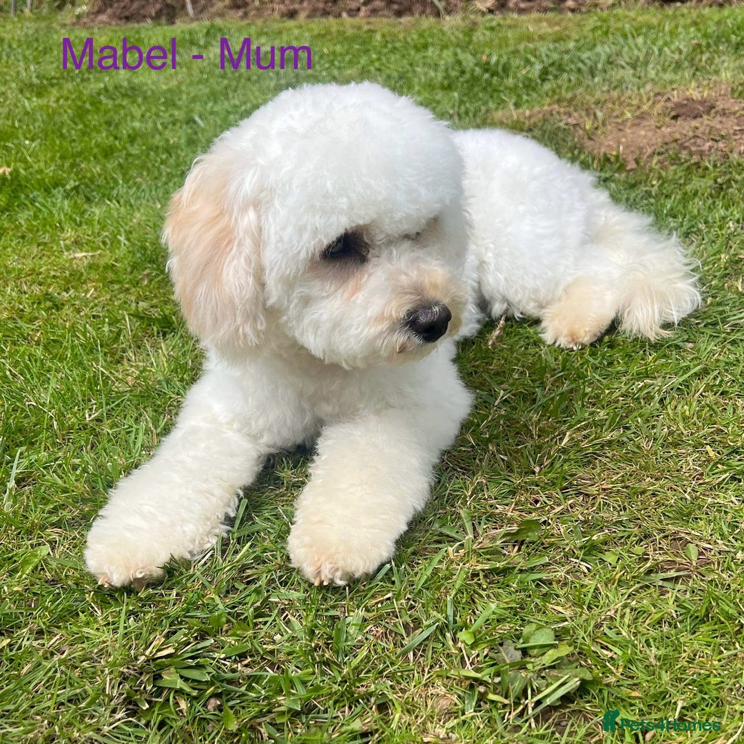 Cavapoochon dogs for sale: ✨Ruby & Blenheim Cavapoochons ❤️🐾 - Image 19