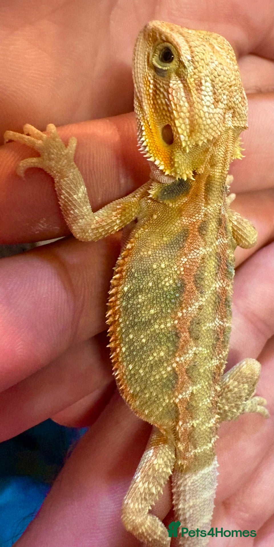 Bearded Dragon reptiles Stunning baby bearded dragons  - Advert 1