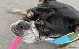 English Bulldog dogs for sale: Brother and sister looking for new home - Advert 3