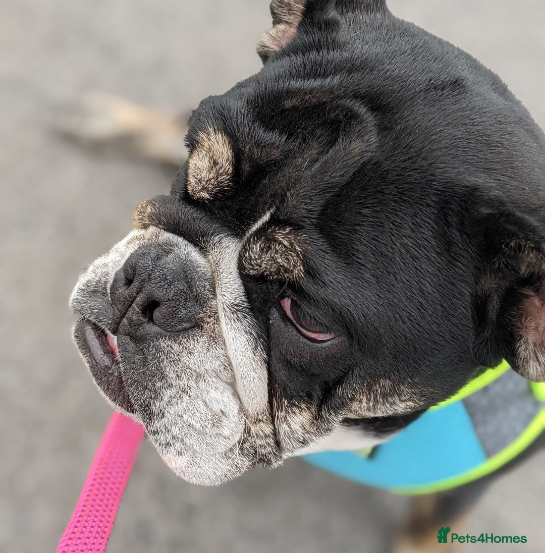 English Bulldog dogs for sale: Brother and sister looking for new home - Advert 3