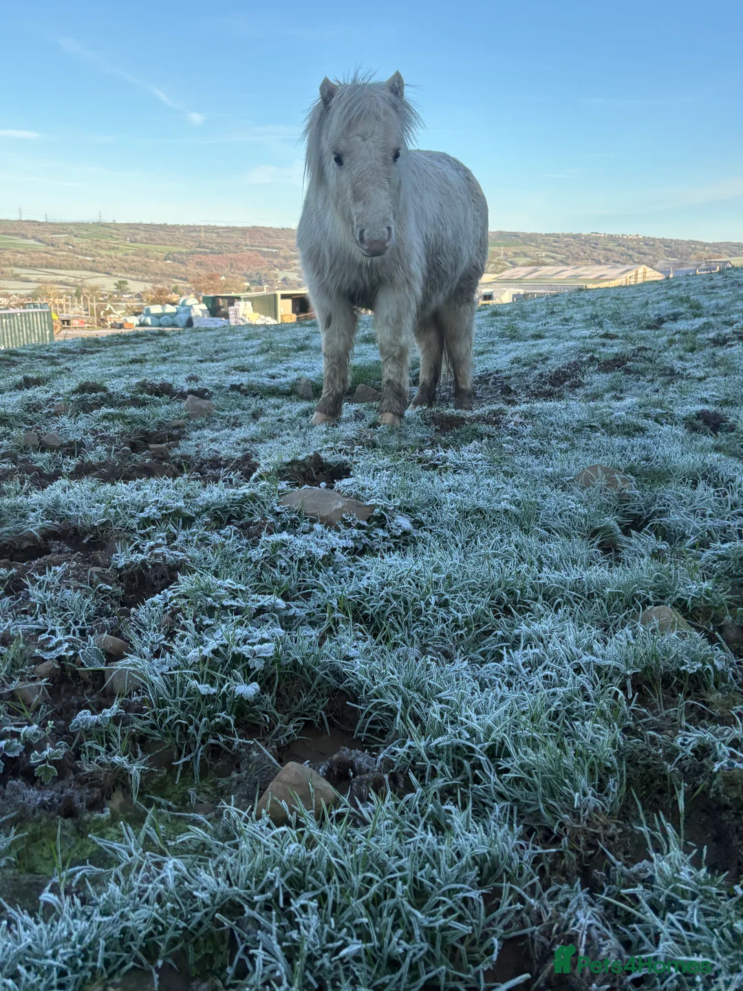Miniature horses for sale: 2 Pali & white mini Shetlands  - Advert 4