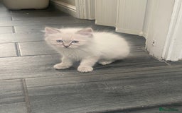 Ragdoll cats for sale: Gccf registered 3 boys left can deliver  - Image 9