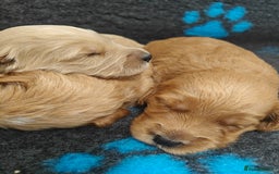 Mini Goldendoodle dogs for sale: Adorable Red & Apricot Goldendoodle Puppys - Image 14