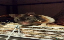 Hamster rodents for sale: 🐹 Female Syrian Hamster available for adoption🐹 - Advert 2