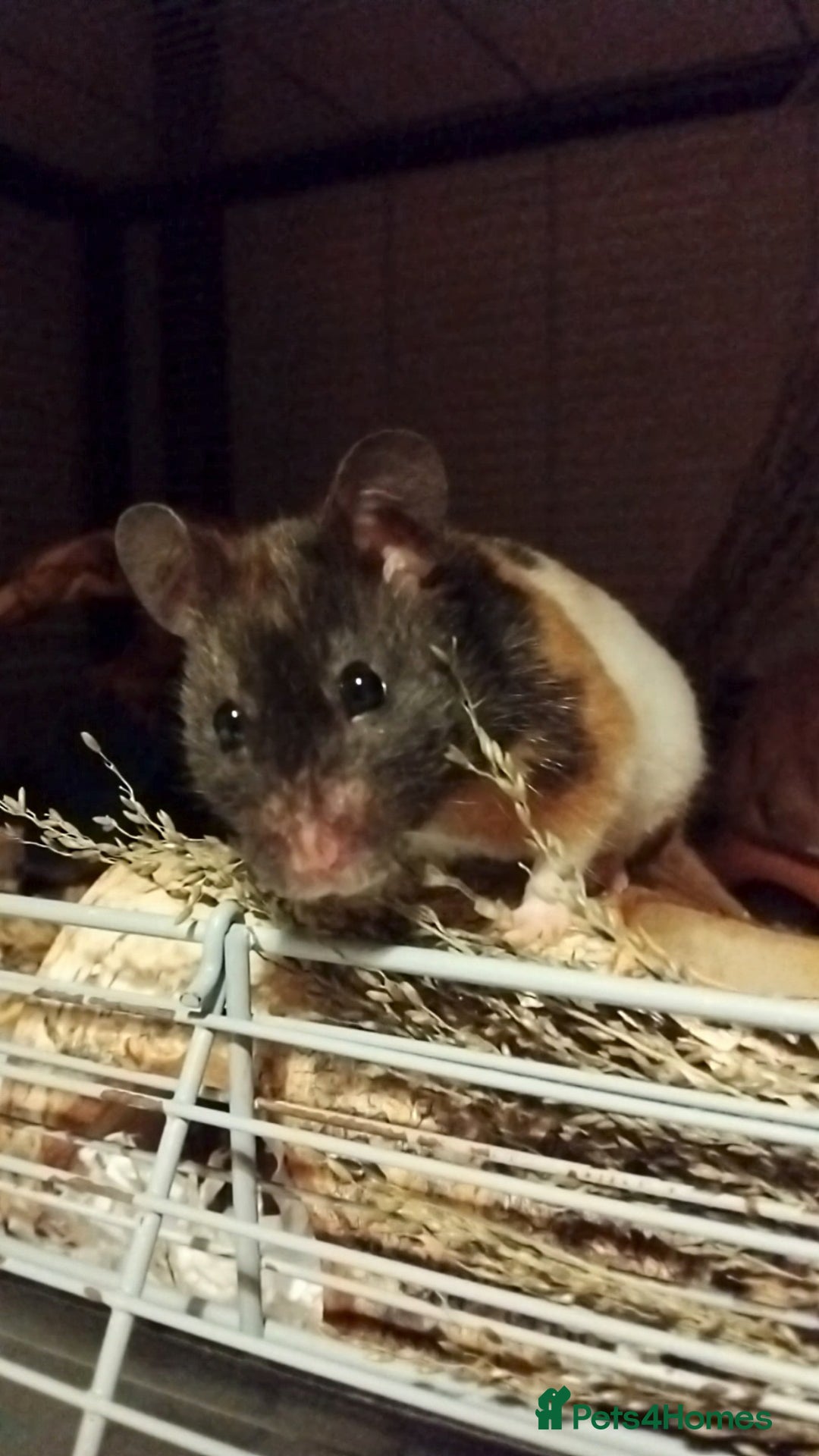 Hamster rodents for sale: 🐹 Female Syrian Hamster available for adoption🐹 - Advert 2