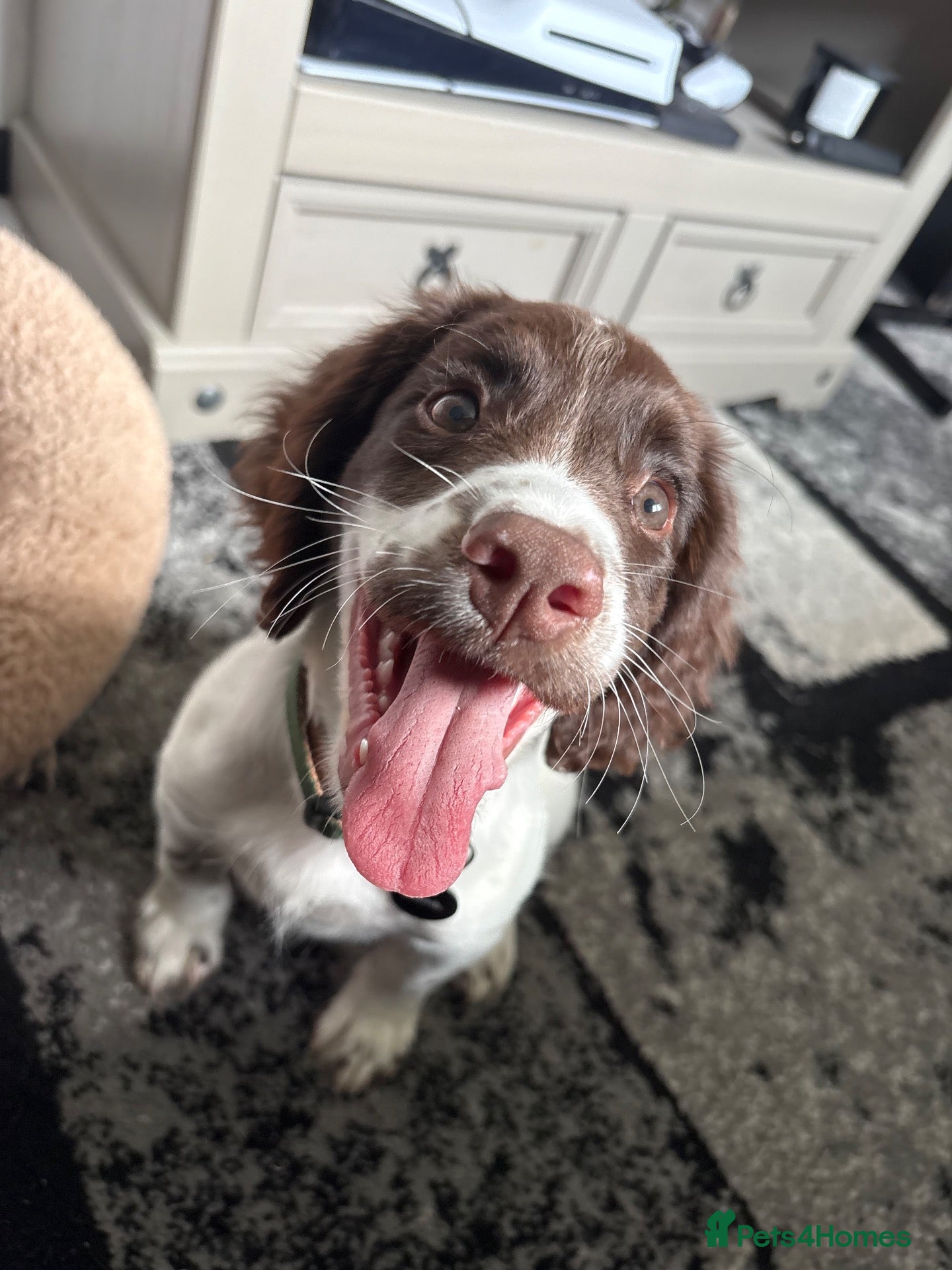 English Springer Spaniel dogs Springer spaniel pup  - Advert 4