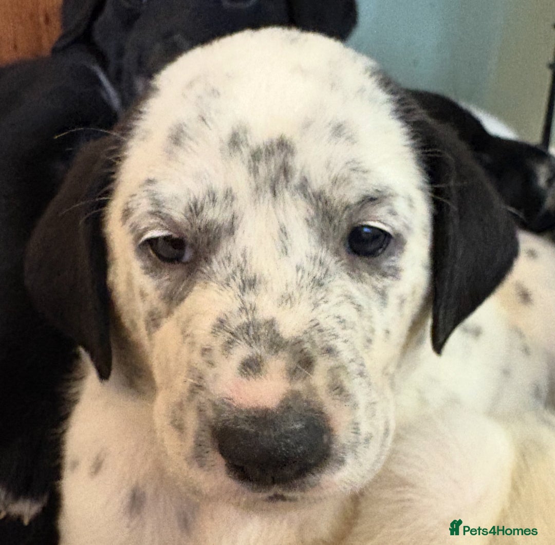 Mixed Breed dogs for sale: Pyrematian puppies - Advert 11