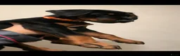 Dobermann dogs for sale: Royal KC Doberman puppies  - Advert 24