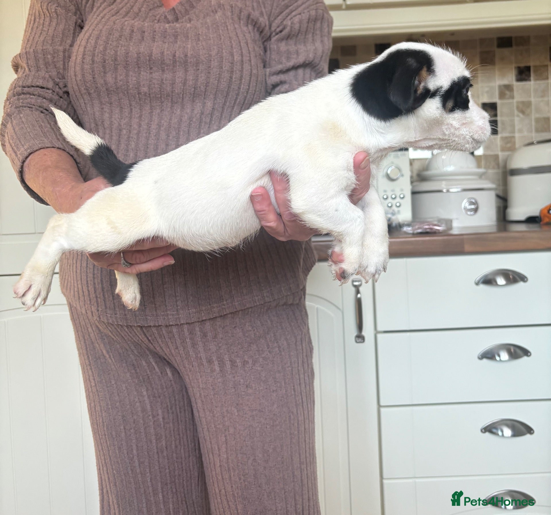 Jack Russell dogs Stunning litter of jackrussels  - Advert 2