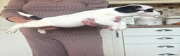 Jack Russell dogs for sale: Stunning litter of jackrussels  - Advert 4