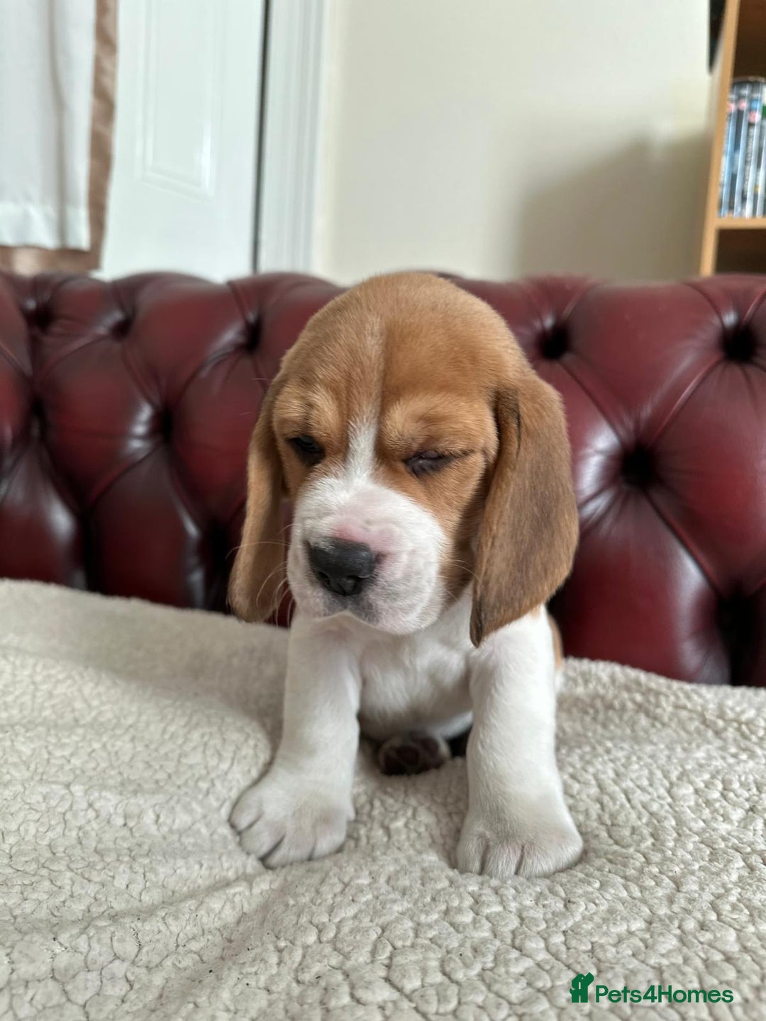 Beagle dogs for sale: Beagle Puppies - Image 21