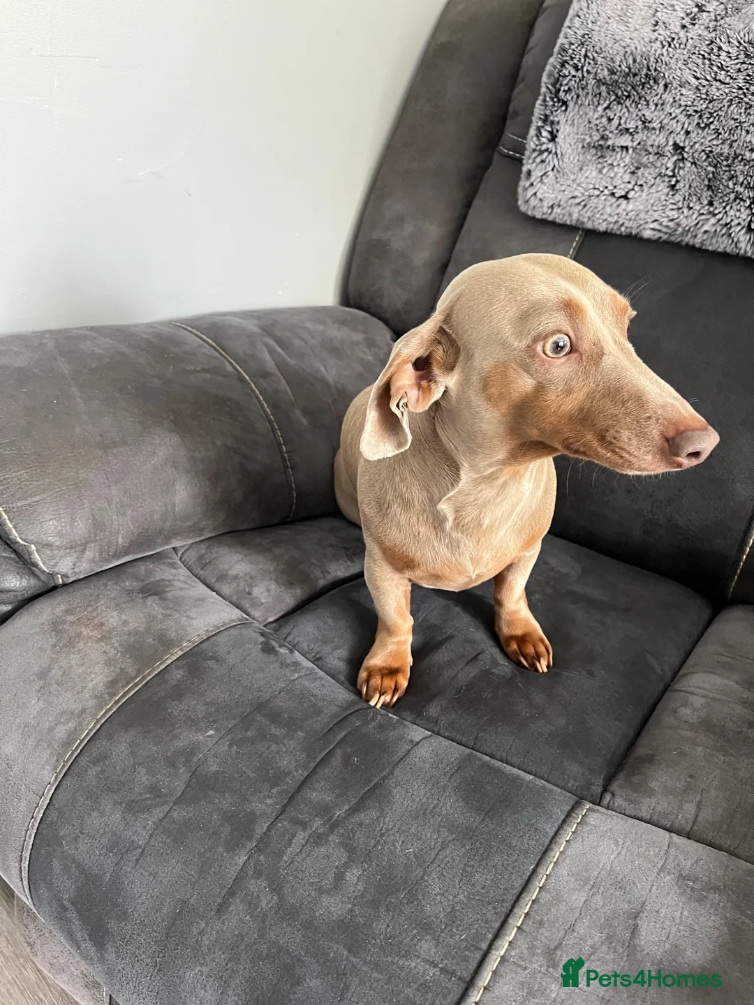 Miniature Dachshund dogs for stud: **Frankie the most handsome mini dachshund** - Advert 2