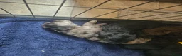 Cockapoo dogs for sale: Beautiful Litter of Stunning Cockerpoo Puppies - Advert 11