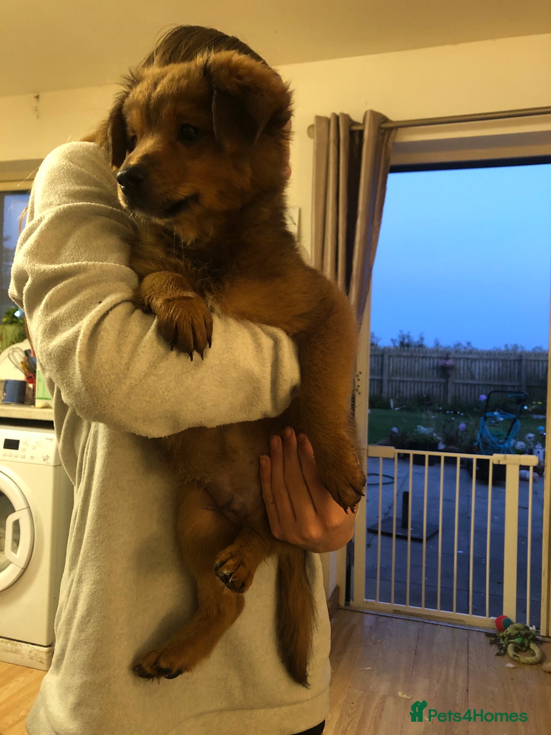 Mixed Breed dogs for sale: German spitz x jackapoo pups  - Image 5