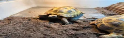 Tortoise reptiles for sale: Breeding Pair of Horsefield Tortoises + Enclosure+ - Advert 4