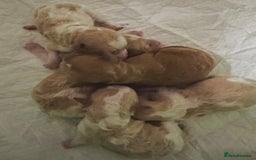 Toy Poodle dogs for sale: Tiny, rare parti poodle puppies. Red & white.  - Image 3