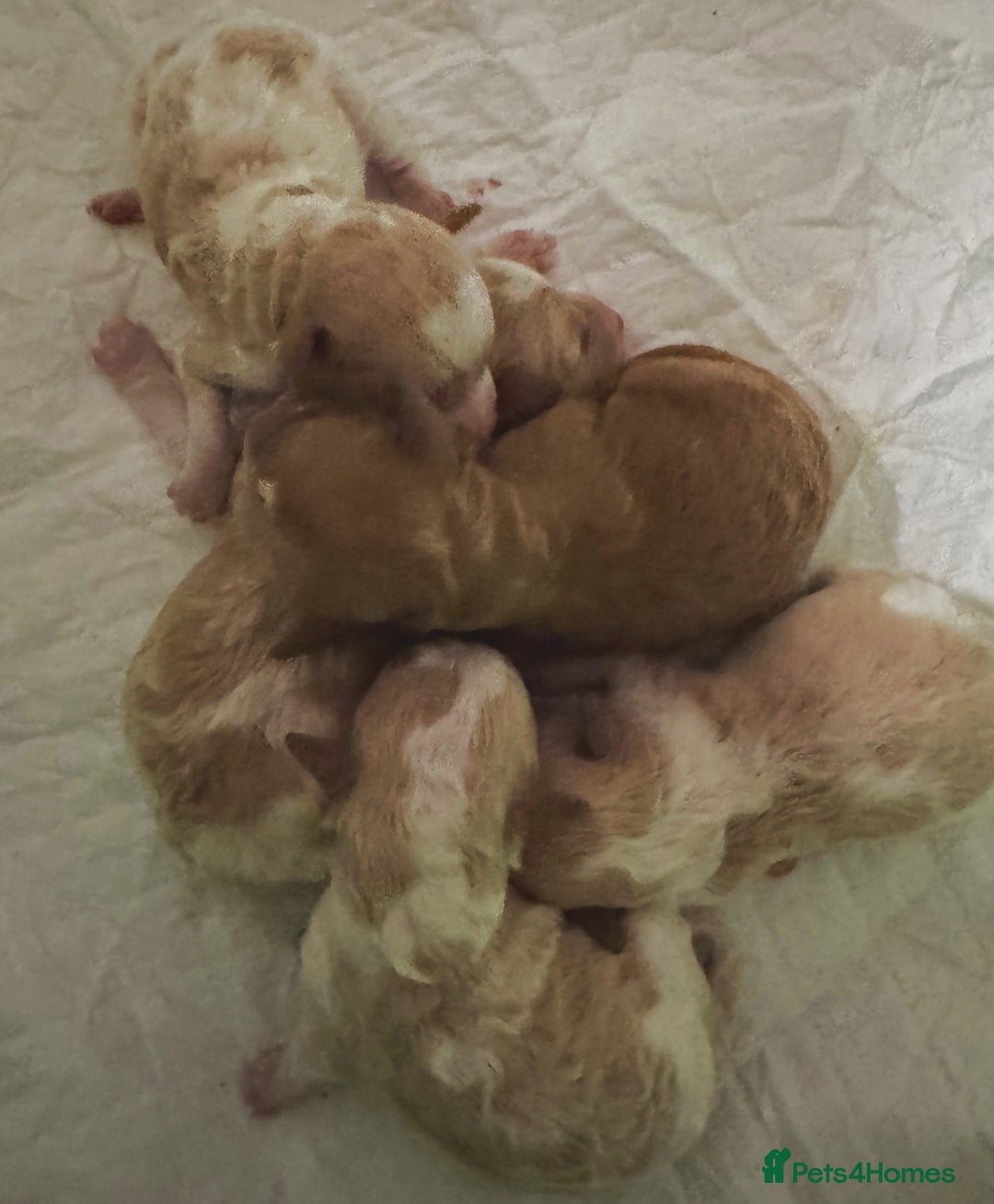 Toy Poodle dogs for sale: Tiny, rare parti poodle puppies. Red & white.  - Image 3