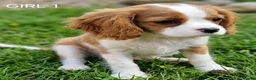Cavalier King Charles Spaniel dogs for sale: Blenheim Cavalier King Charles Spaniel Puppies - Advert 10