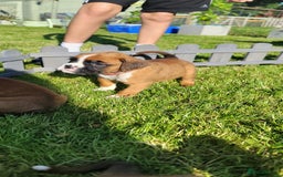 Boxer dogs for sale:   🐾 Champion Bloodline Boxer Puppies🐾 - Image 23