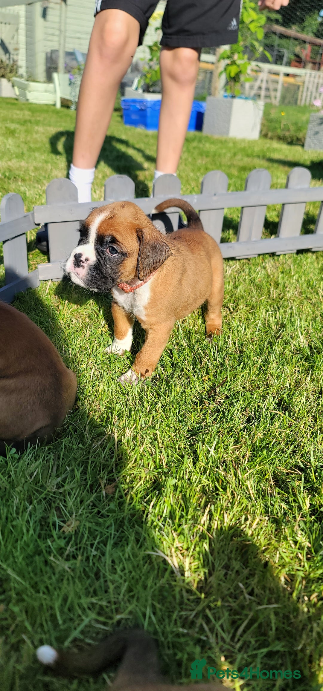 Boxer dogs for sale:   🐾 Champion Bloodline Boxer Puppies🐾 - Image 23