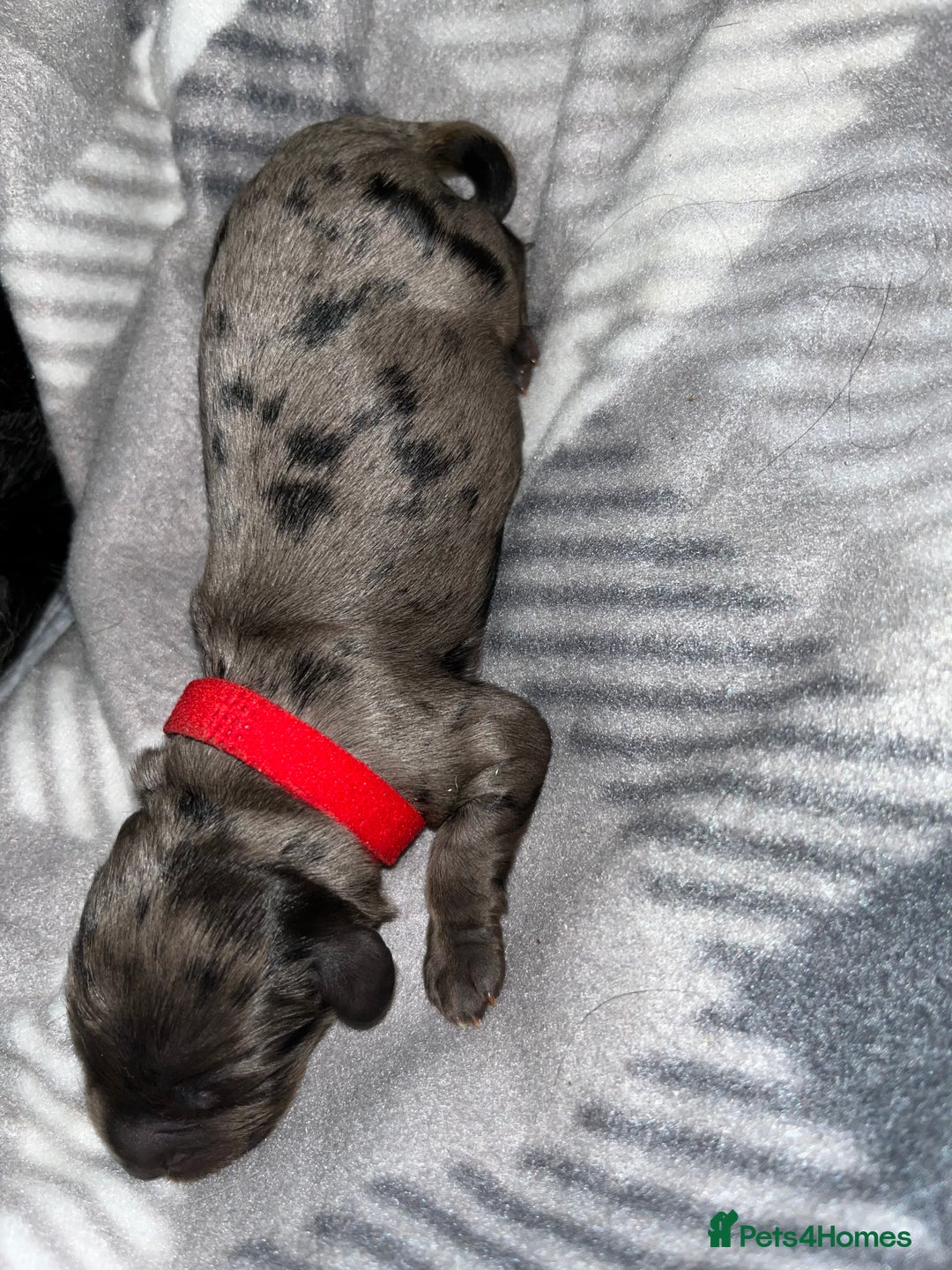 Cockapoo dogs for sale: F1B Cockapoos🐶 - Image 7