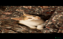 Mixed Breed cats for sale: 4 Beautiful Kittens Ready For Their Forever Homes - Image 7