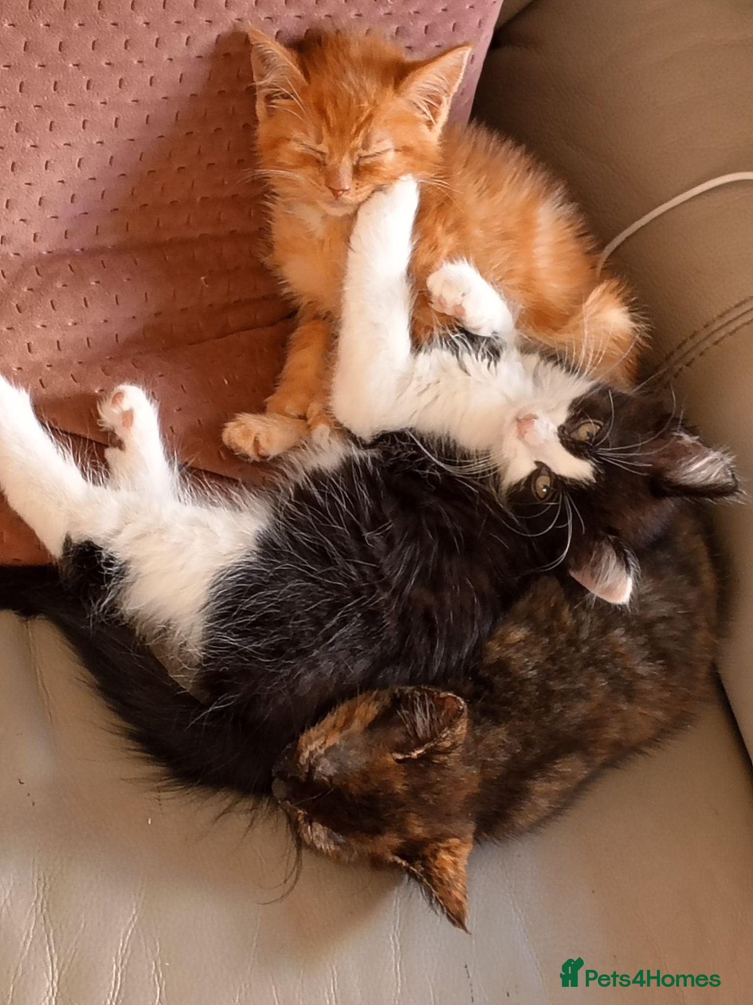 Mixed Breed cats Ready now Gorgeous female kittens available now  - Advert 1