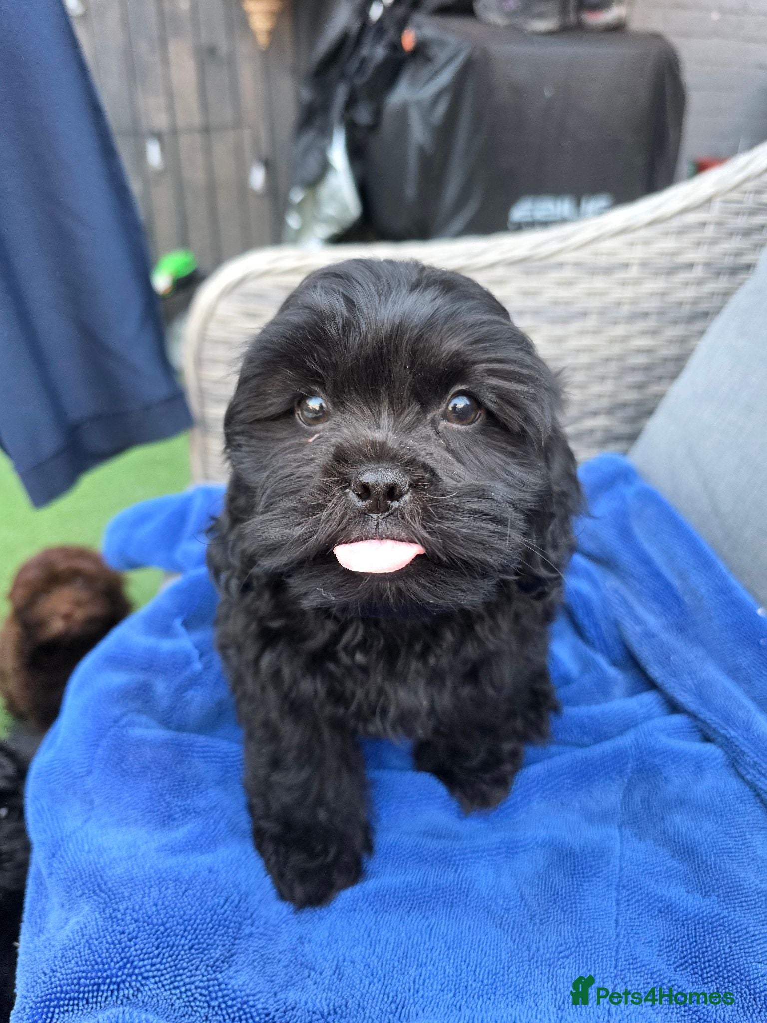 Shihpoo dogs Male puppy  - Advert 14
